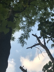 Fraxinus quadrangulata