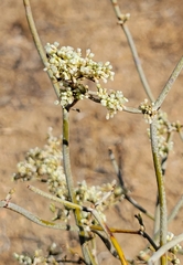 Eriogonum plumatella