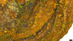 Fuscoporia gilva
