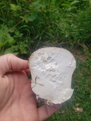 Calvatia cyathiformis