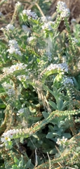 Heliotropium curassavicum