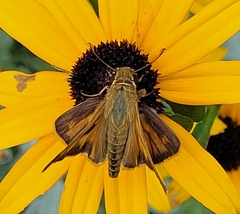 Atalopedes campestris
