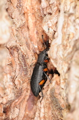 Haplandrus fulvipes