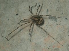 Lacinius dentiger