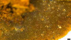 Fuscoporia gilva