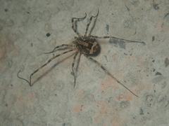 Lacinius dentiger