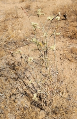 Eriogonum plumatella