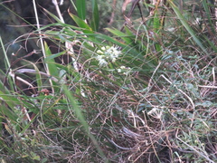Allium brevidentatum