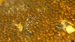 Fuscoporia gilva