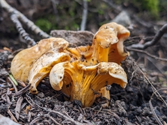 Cantharellus roseocanus