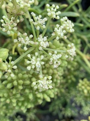 Crithmum maritimum