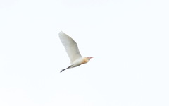 Bubulcus ibis coromandus