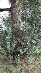 Populus nigra