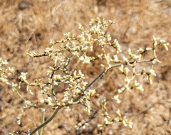 Eriogonum plumatella