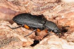 Haplandrus fulvipes