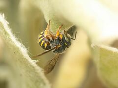 Anthidium