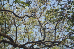 Thraupis sayaca