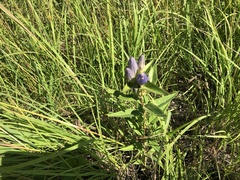 Gentiana andrewsii