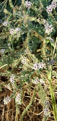 Heliotropium curassavicum