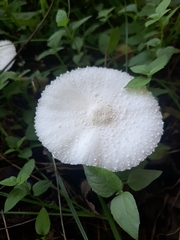 Leucocoprinus cepistipes