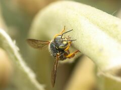 Anthidium