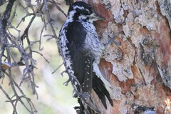 Picoides dorsalis