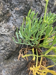 Crithmum maritimum