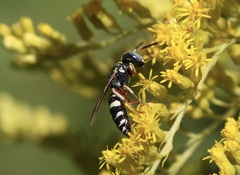Philanthus ventilabris