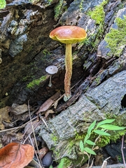 Aureoboletus betula