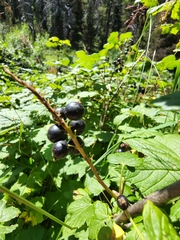 Ribes hudsonianum