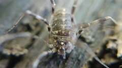 Opilio saxatilis