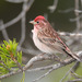 Cassin's Finch - Photo (c) Greg Lasley, some rights reserved (CC BY-NC), uploaded by Greg Lasley