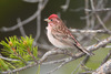 Cassin's Finch - Photo (c) Greg Lasley, some rights reserved (CC BY-NC), uploaded by Greg Lasley