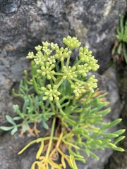 Crithmum maritimum