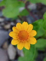 Melampodium divaricatum