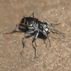 Cicindela formosa