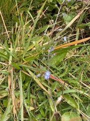 Myosotis arvensis