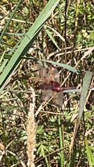 Celithemis elisa