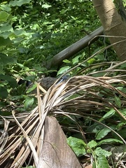 Nephrotoma ferruginea