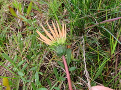 Gazania pectinata