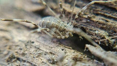 Opilio saxatilis
