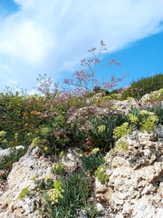 Crithmum maritimum