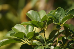 Meliponini