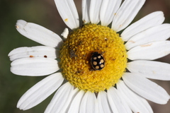Coccinula quatuordecimpustulata