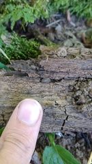 Opilio saxatilis