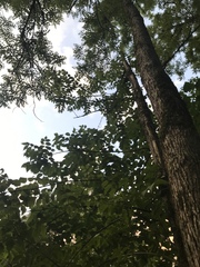 Fraxinus quadrangulata