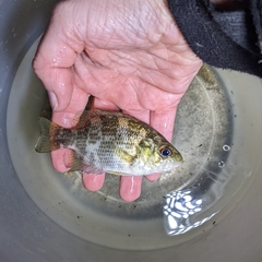 Ambloplites rupestris