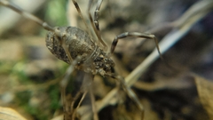 Opilio saxatilis