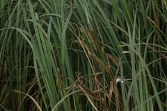 Carex rostrata