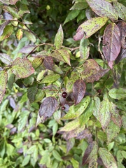 Vaccinium erythrocarpum